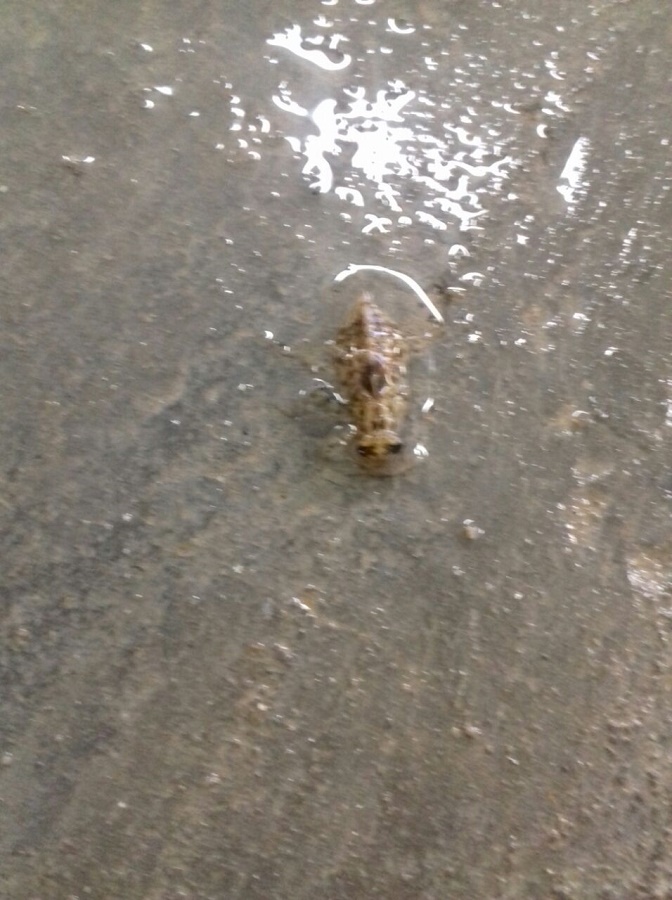 WhatsApp Image 2017-11-09 at 08.36.35.jpeg