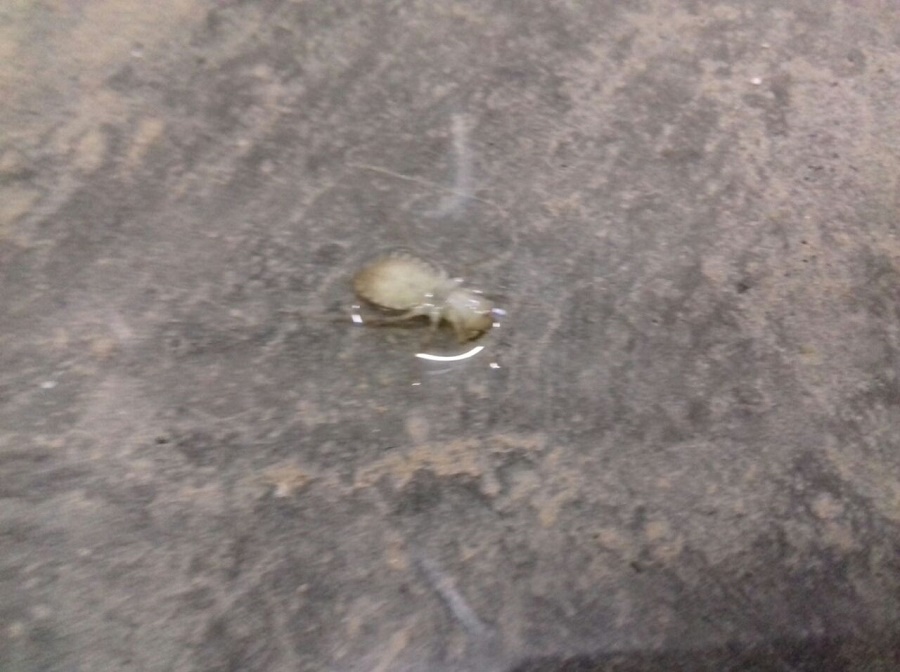 WhatsApp Image 2017-11-09 at 08.35.54.jpeg