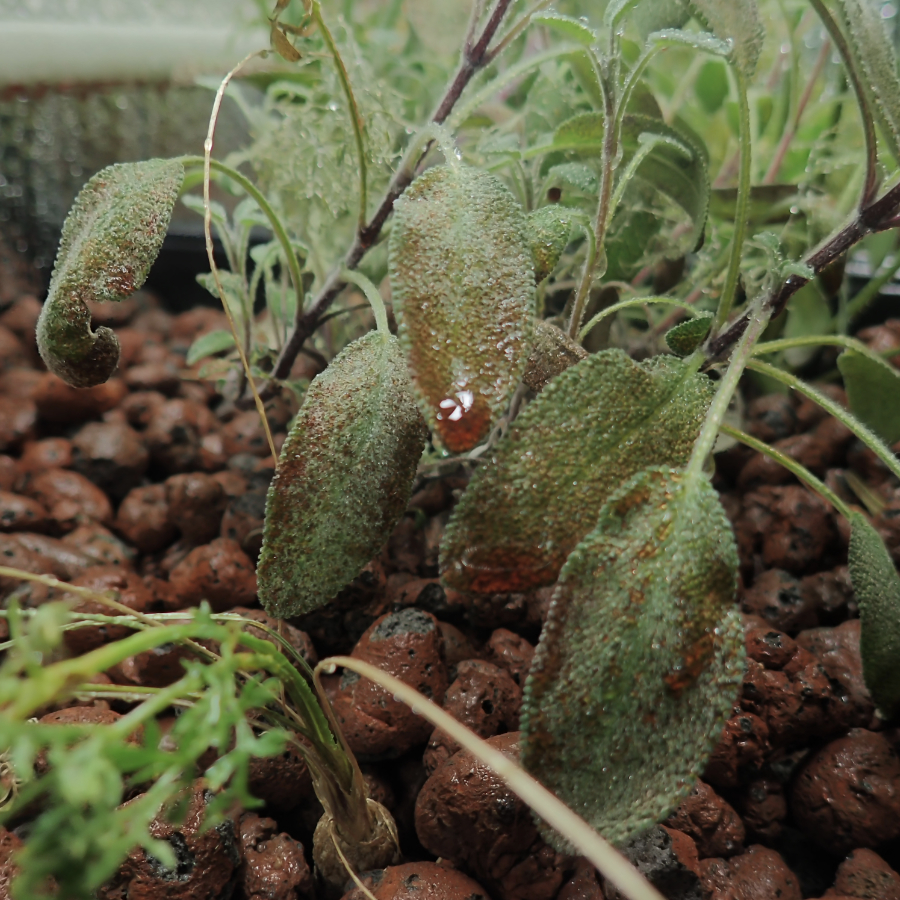 redish stuff on sage after spraying water.jpg