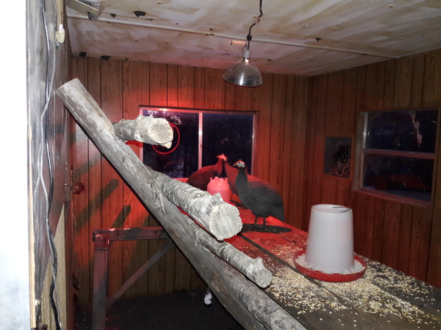 Check-up-Guinea-fowl-in-new-house-last-night-12-12-17.jpg
