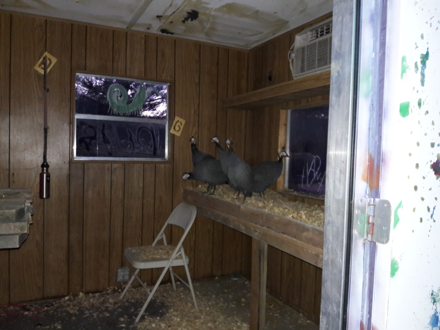 Check-up-Guinea-fowl-in-new-house-last-night-Southside-gang-12-12-17.jpg