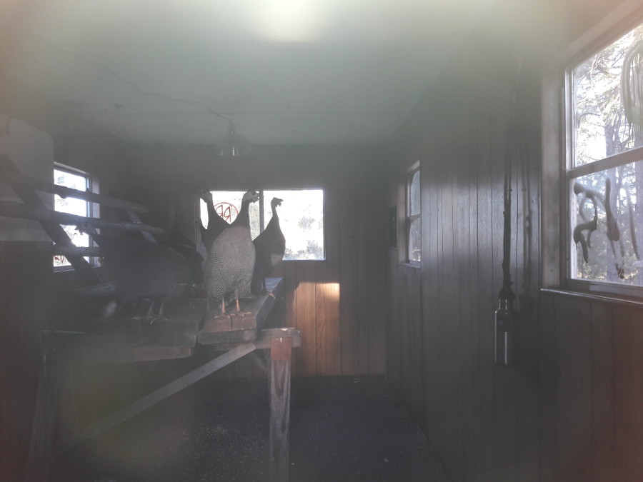 Guinea-fowl-in-new-house-last-night12-12-17.jpg