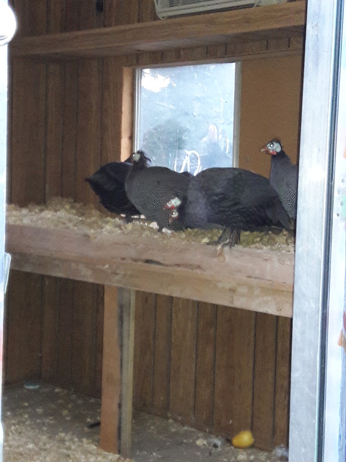 Guinea-fowl-in-new-house-they-went-back-in.jpg