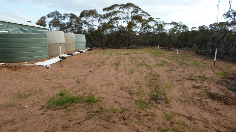 Green house Site.JPG