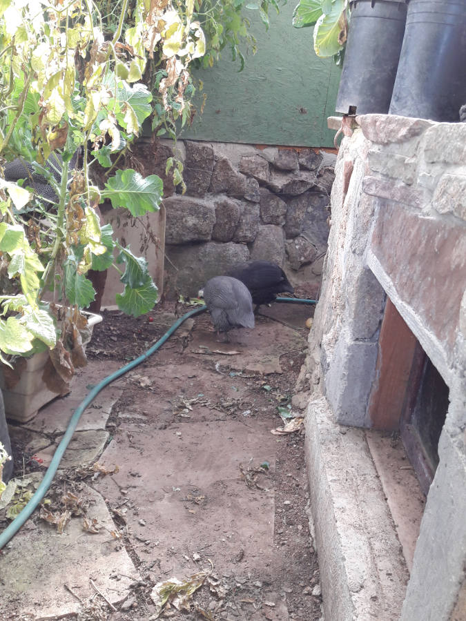 Greenhouse-Guineas-in-the-cool-air-trench-1-2-18.jpg