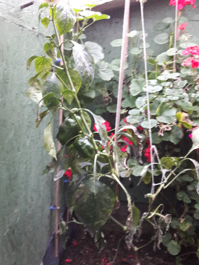 Jan-23rd-2018-Still some peppers going.jpg