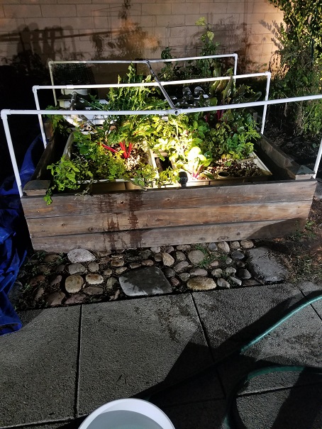 Raccoon is back byap.jpg