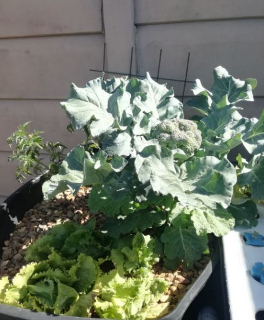 first head of broccoli Jan 2018.JPG