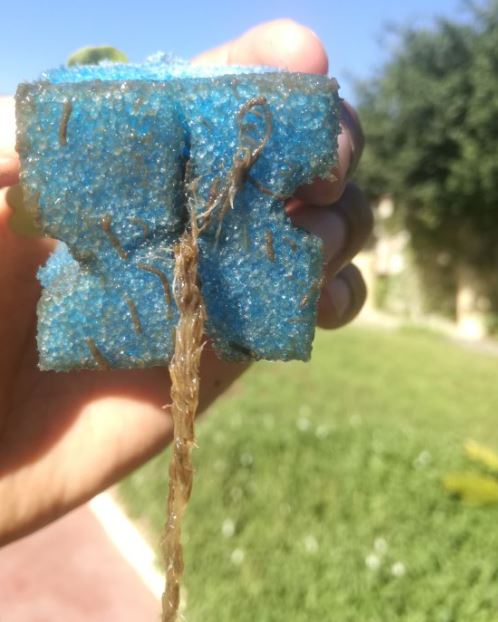 brown slime on roots.JPG