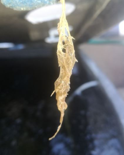 brown slime on roots 2.JPG