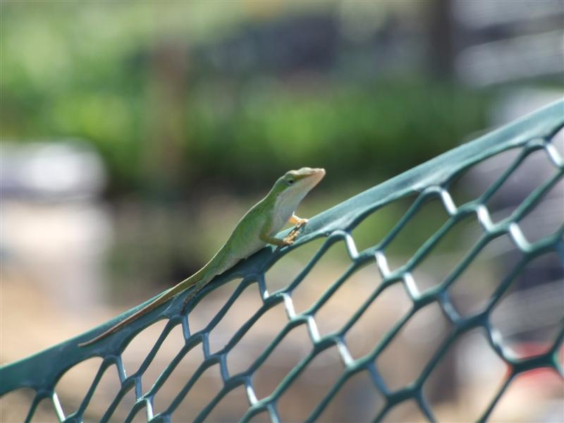 green lizard (Medium).JPG