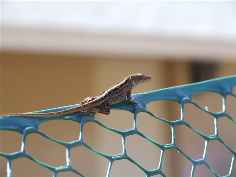 brown lizard (Medium).JPG