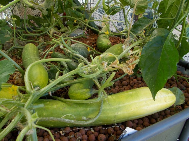 DSCN1524 (Small).JPG