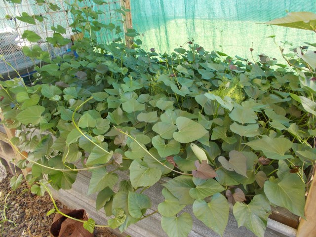 DSCN1525 (Small).JPG