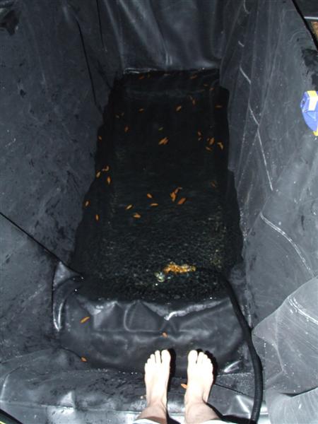 feet n toes (Medium).JPG