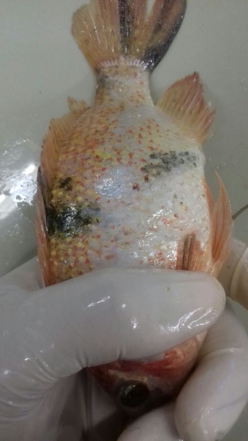 WhatsApp Image 2018-02-26 at 17.13.06.jpeg