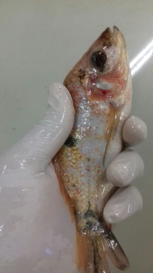 WhatsApp Image 2018-02-26 at 17.13.06 (1).jpeg