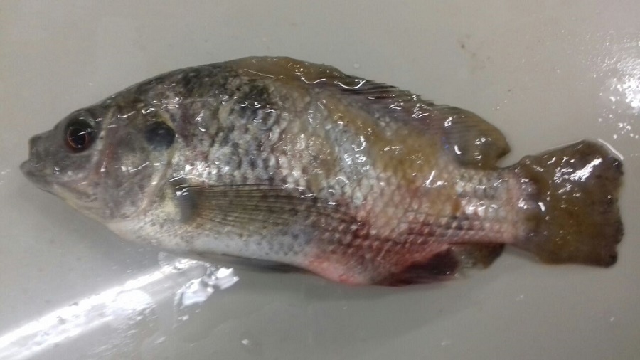 WhatsApp Image 2018-02-26 at 17.13.04.jpeg