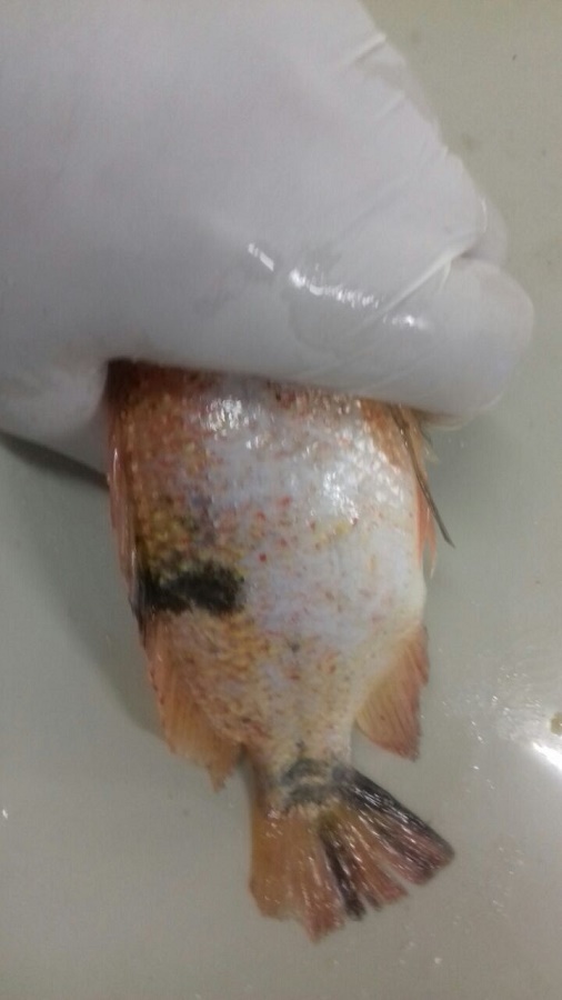 WhatsApp Image 2018-02-26 at 17.13.05 (1).jpeg