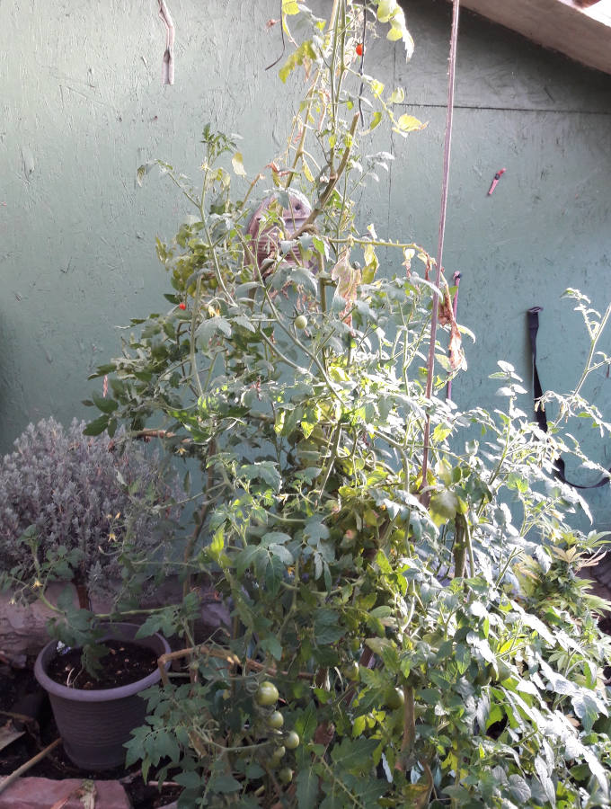 3-8-18-Green-fish-house-Spring-cleaning-remaining-tomato-vines.jpg