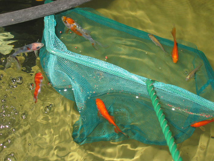 Trusting little fish.jpg