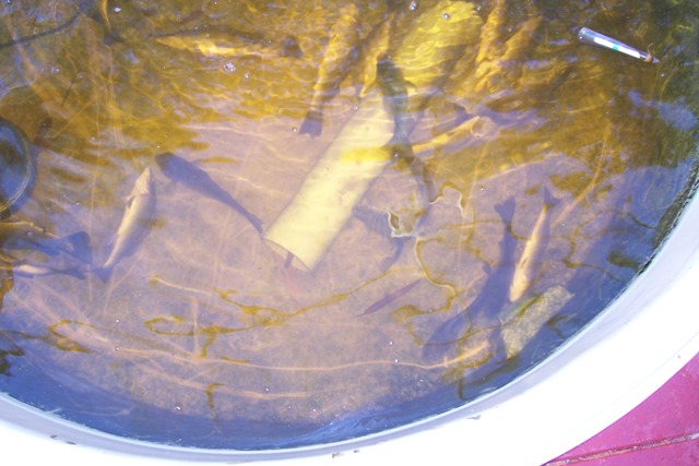 oh my god they are all dead.jpg