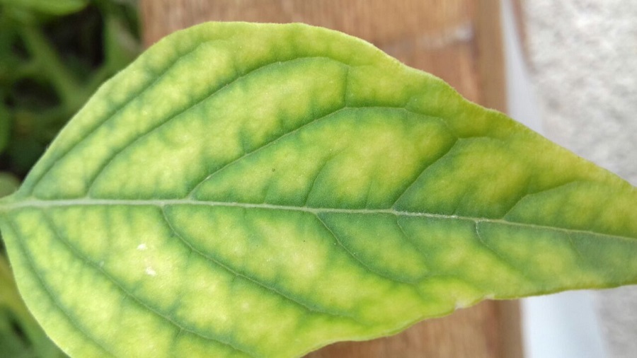 WhatsApp Image 2018-04-05 at 14.05.09.jpeg