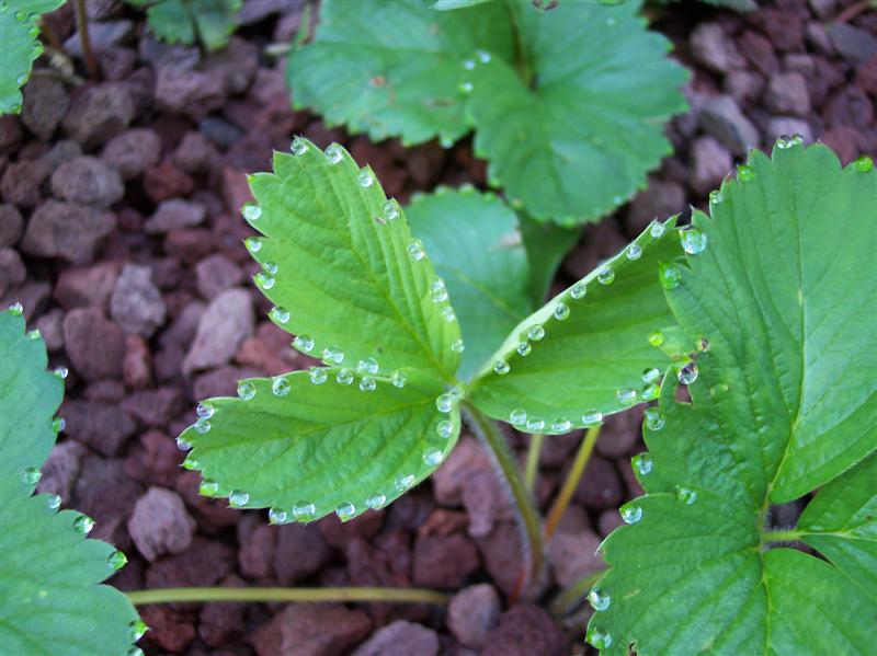 100_5952 (Medium).JPG