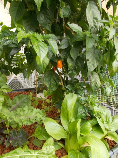 DSCN1661 (Small).JPG