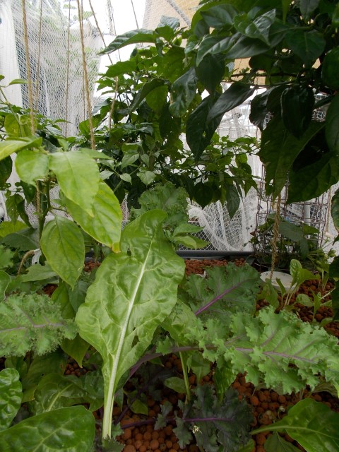 DSCN1662 (Small).JPG