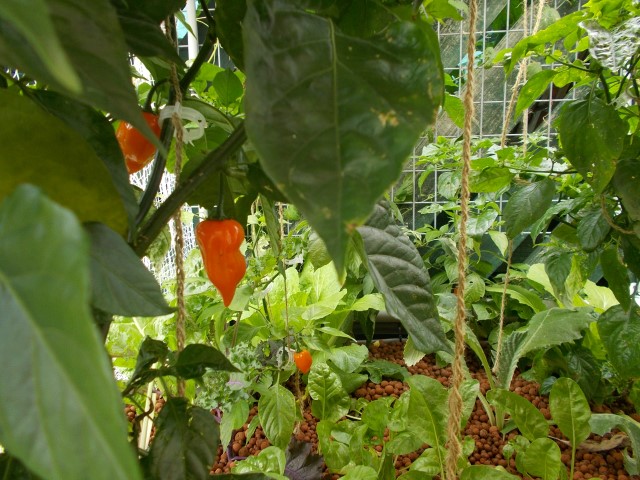 DSCN1666 (Small).JPG