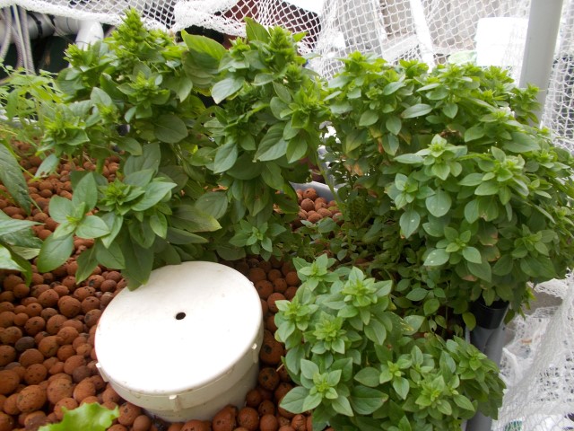 DSCN1668 (Small).JPG