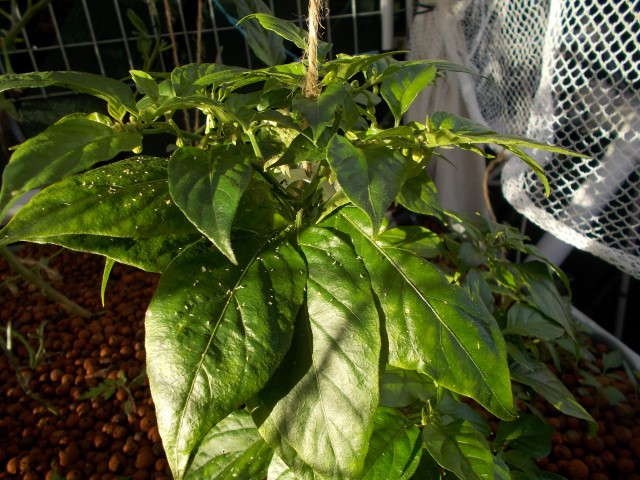 DSCN1652 (Small).JPG