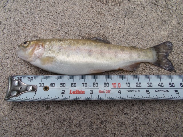 DSCN1673 (Small).JPG