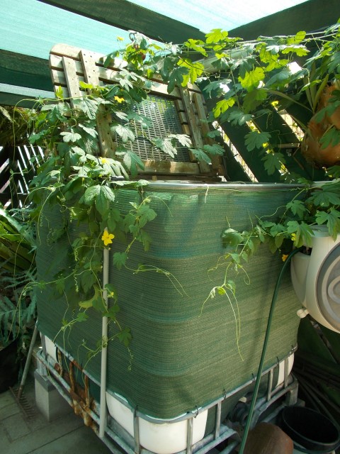 BM fishtank 002 (Small).JPG