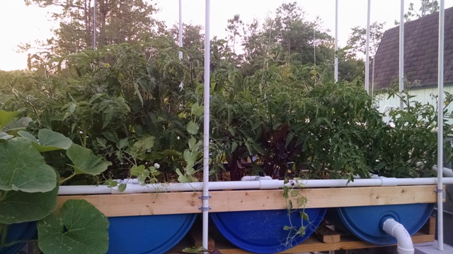 Beets-Peas-Tomatoes - Tied Up.jpg