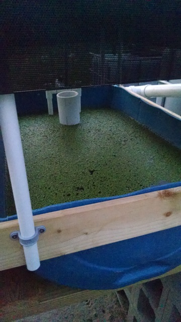 Duckweed - Half Barrel.jpg