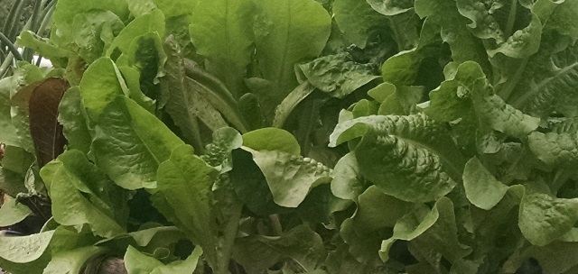 Lettuce.jpg