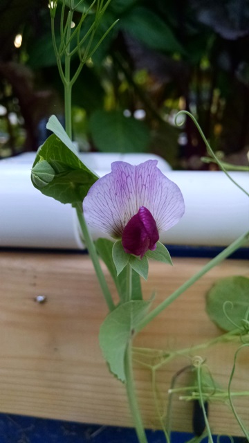 Pea - Flower.jpg