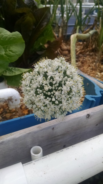 Onion Flower.jpg