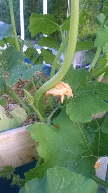 Pumpkin - Flower.jpg
