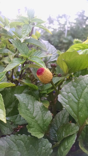 Tooth Ache-Basil.jpg