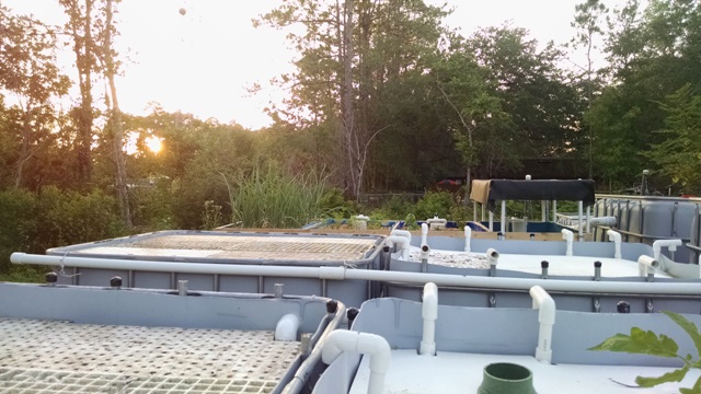 DWC - Seedling Tray.jpg