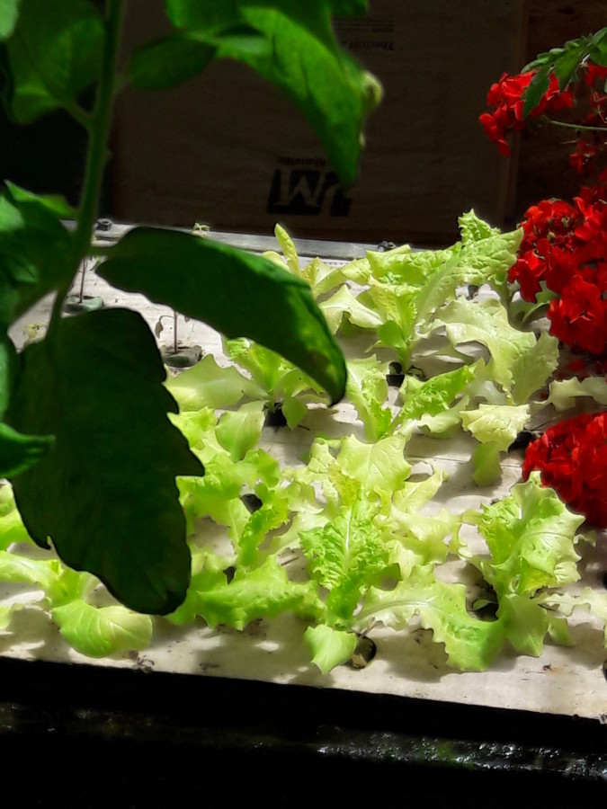 April-24-2018-Aquaponics-DWC-lettuce.jpg