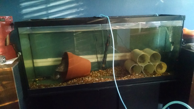 Tilapia Love Shack.jpg