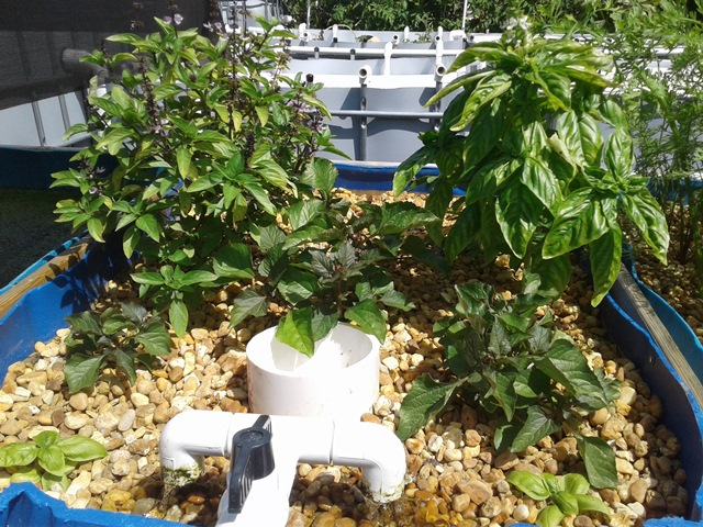 Basil and Toothache.jpg