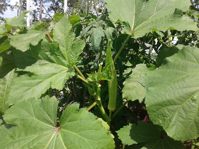 Okra.jpg