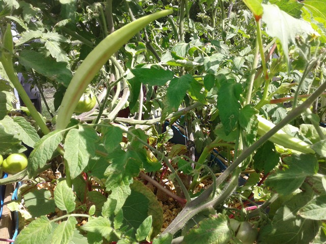 Okra and Tomatoes.jpg