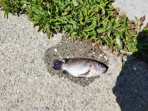 dead tilapia 1.jpg