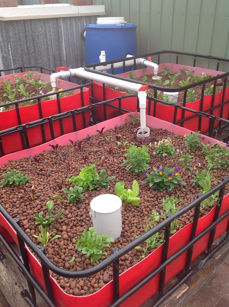 180507 2 weeks growth 1.jpg